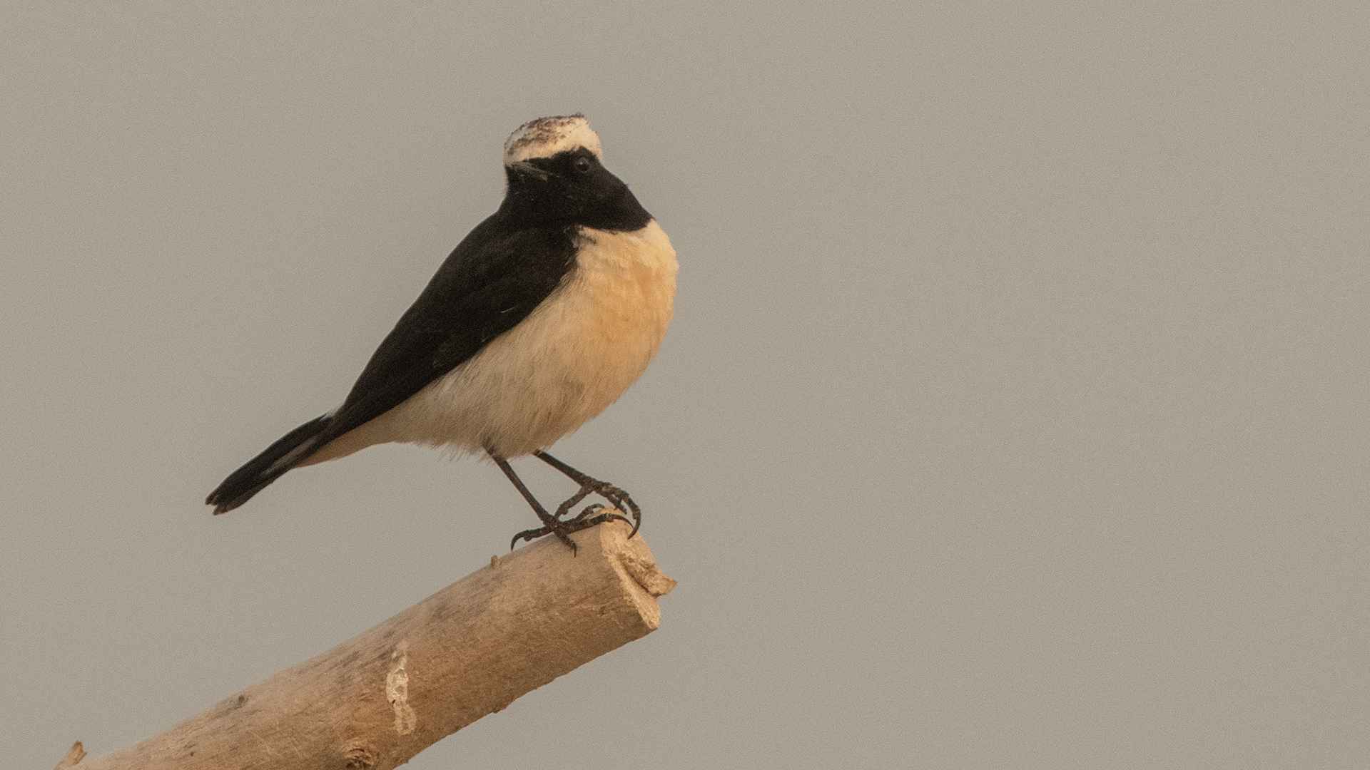 Cyprus Wheatear